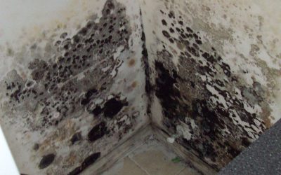 Black Mold Remediation for a Healthier Home