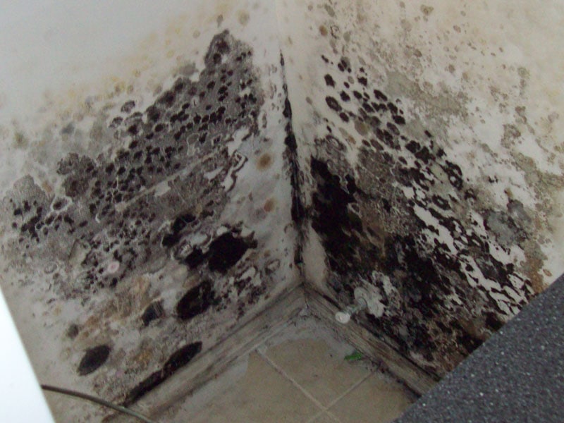Black Mold Remediation for a Healthier Home