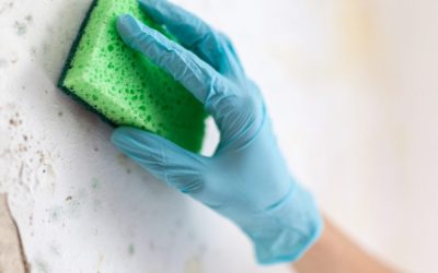 Magic of Mold Cleanup: Breathe Easier in a Pristine Home