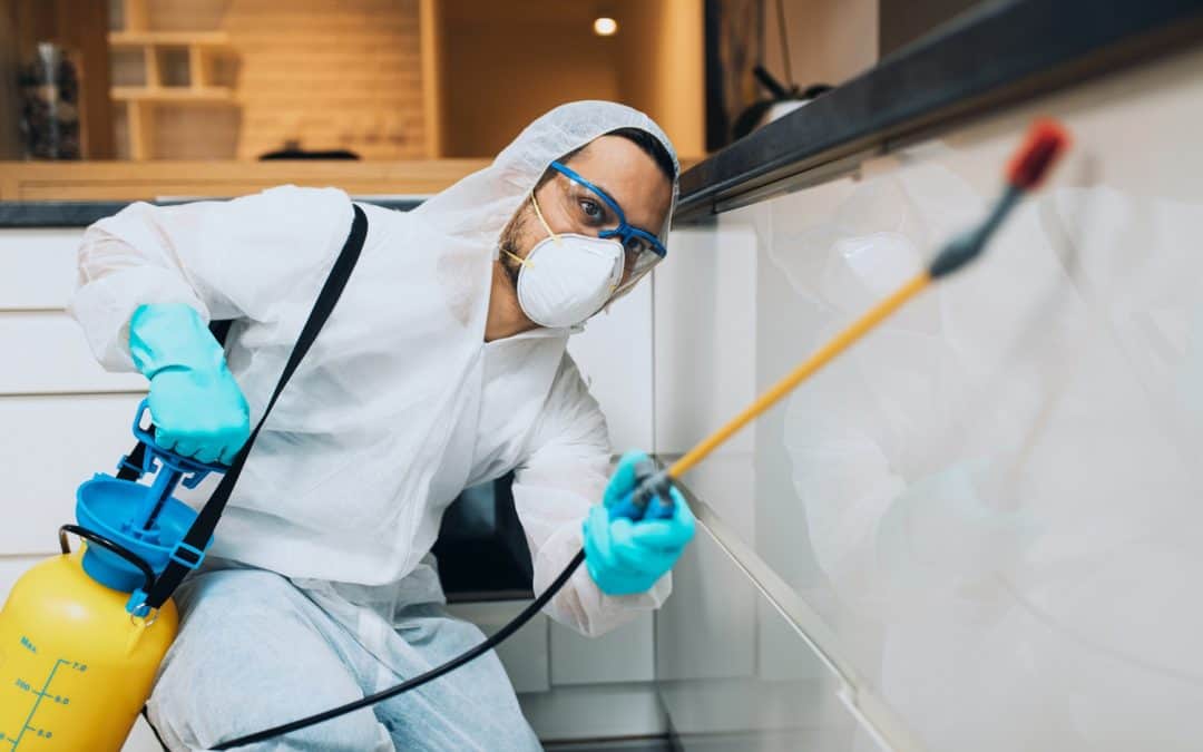 Swift Relief: Choosing the Best Emergency Pest Control Service