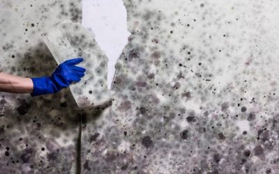 Mastering Mold Removal: The Ultimate Guide to a Cleaner Home