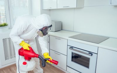 How to Avoid Common Pests at Home