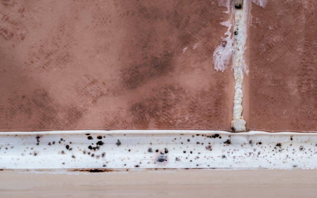 How to Prevent Mold After Water Damage