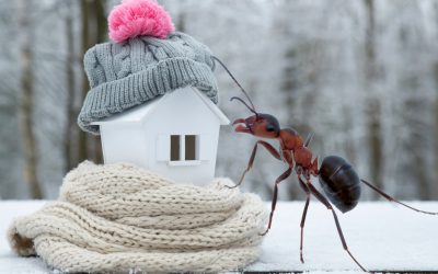 Protect Your Home from Pests This Winter