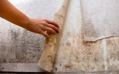 Humidity Hacks to Prevent Mold