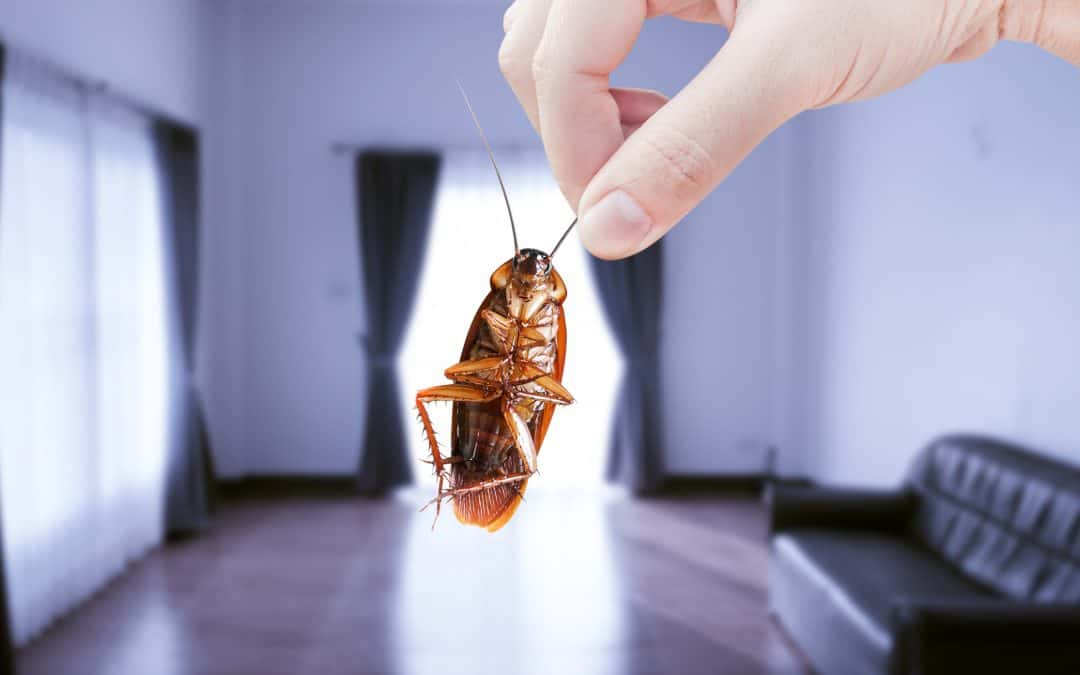 Why Roaches Are Harder to Kill